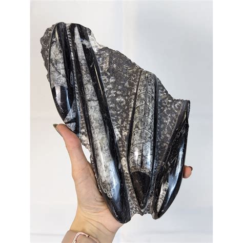 orthoceras fossil fake vs real